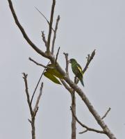 thumb_White-Winged Parakeet